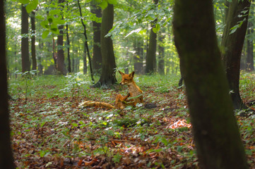 Zmokły lis drapiący się lesie