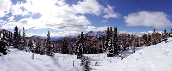 Sunshine meadows in winter