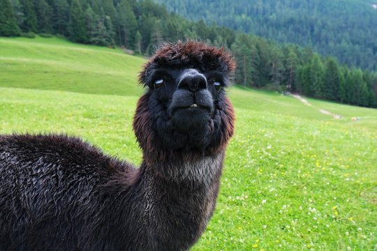 Alpaca in the grass ready to spit