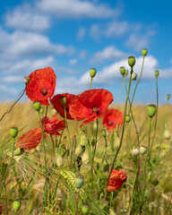 Naklejka premium Corn field with poppies