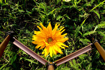 Żółty słonecznik na tle zielonej trawy i statywu.  © mxm