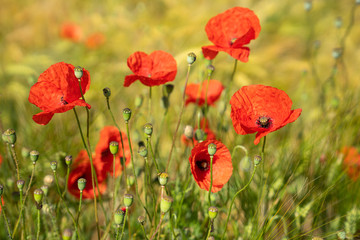 Fototapeta premium Corn field with poppies
