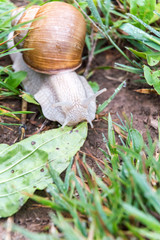 Burgundy snail Helix pomatia crawel through grass