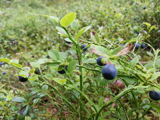 blueberries on the bush