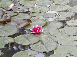 (Nymphaea alba rubra) Red variety of European white water lily or white nenuphar. Bowl shaped...