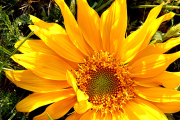 Żółty kwiat słonecznika na tle zielonej trawy