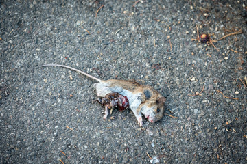 Dead mouse on a road