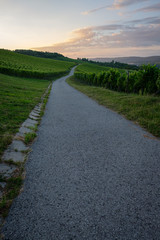 Fototapeta na wymiar Road in vineyard with clouds in dawn sky vertical format