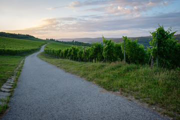 Fototapeta na wymiar Road in vineyard with clouds in dawn sky horizontal format