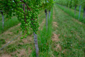 Fototapeta na wymiar Green grapes in summer at a vine