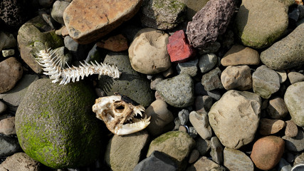 Fish Remains (Skull and Bones) Washed Ashore onto a Rocky Beach
