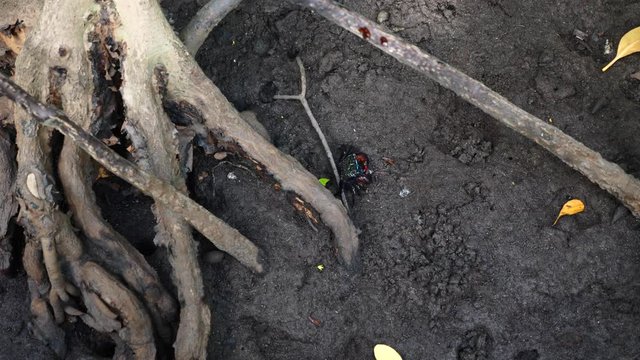 Fiddler crab or Ghost crab with Colorful Claws Eat Some Food in Mangrove Forest at Low Tide. Small Crab Crawling in Big Wood Tree Roots in National Park in Pran Buri, Thailand
