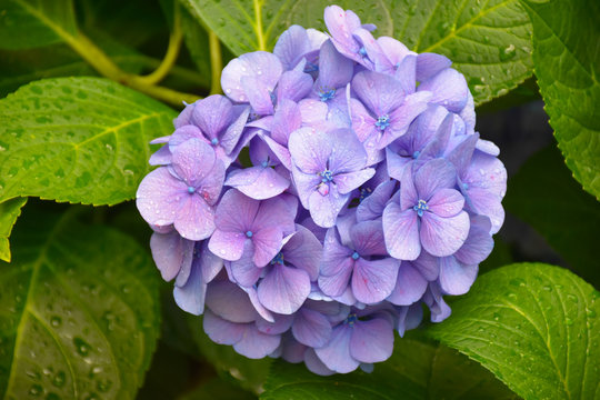 Closeup view of beautiful bright purple blue French Hydrangea (Hydrangea macrophylla) flowers in full bloom with water drops, floral background