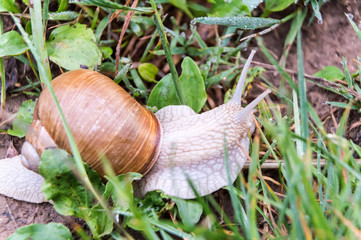 Burgundy snail Helix pomatia crawel through grass