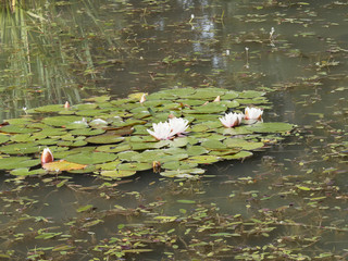 (Nymphaea alba) Colony of white water lily or nenuphar on the surface of stills waters by a lake