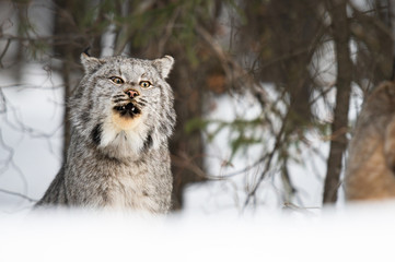 Canadian lynx in the wild