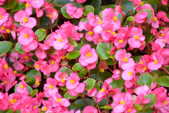 Closeup view of pink Wax Begonia (Fibrous Begonia) garden, floral background