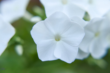 Delicate flower of snow-white Phlox