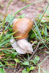 Burgundy snail Helix pomatia crawel through grass