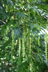 Kaukasische Flügelnuss