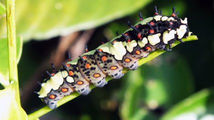 caterpillar on leaf