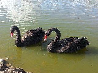 Fototapeta premium black swans on the lake