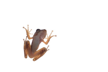 Close-up of a frog clinging to the wall