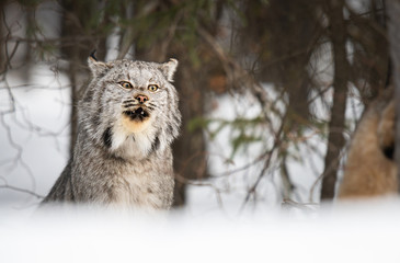 Canadian lynx in the wild