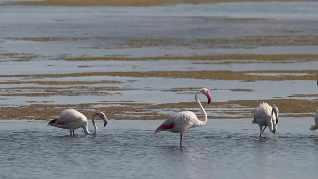 รูปภาพSalino เลือกดูภาพถ่ายสต็อก เวกเตอร์ และวิดีโอ869 Adobe Stock
