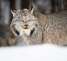 Canadian lynx in the wild
