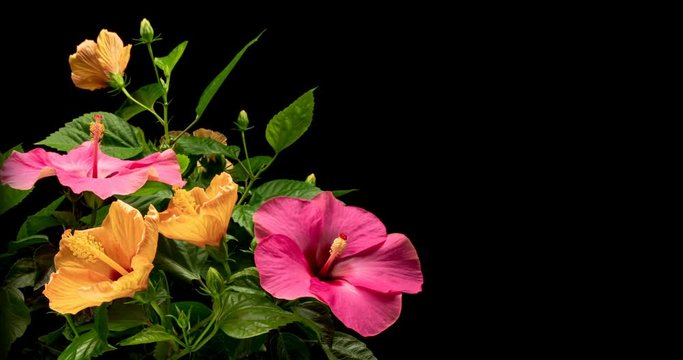 Timelapse of pink and yellow hibiscus flowers blooming on black background. Springtime. Mother's day, Holiday, Love, birthday, Easter background design. 4K