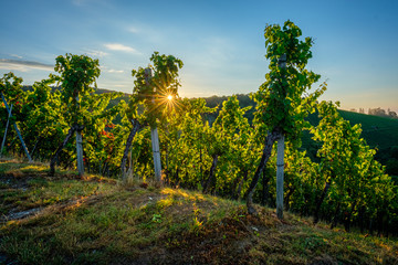 Fototapeta na wymiar Sunstar sunrise in a german vineyard summer