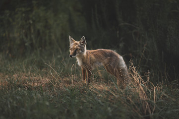 Fuchs im Abendlicht