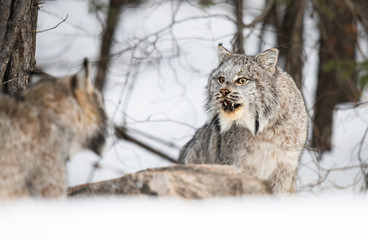 Canadian lynx in the wild