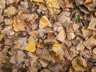 Fallen autumn yellow foliage. The yellowed leaves lie on the ground.