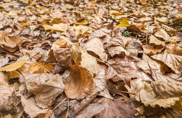 Fallen autumn yellow foliage. The yellowed leaves lie on the ground.
