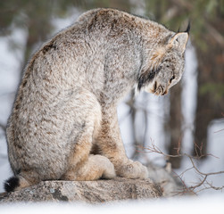 Canadian lynx in the wild