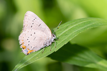 Fototapeta na wymiar An Acadian Hairstreak (Satyrium acadica) butterfly perches on a leaf at Toronto's Taylor Creek Park.