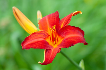 Dark red lily, lily green scene background