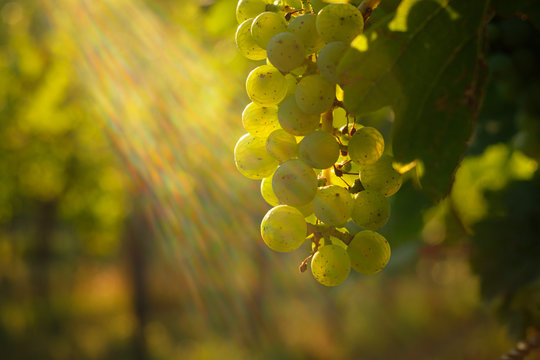 Green riesling grapes with back lit flares