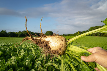 Ackerbau -  hochgehaltene Zuckerrübe vor einem Rübenfeld