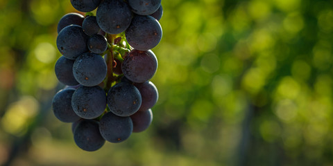 Red wine grapes close-up in a vineyard