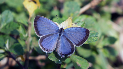 blue butterfly on a flower