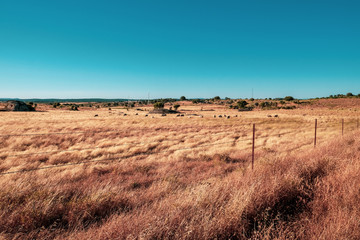 Extremadura fields with grazing sheep