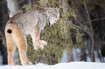 Canadian lynx in the wild