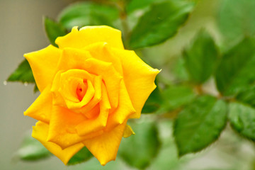 yellow rose with green leaves
