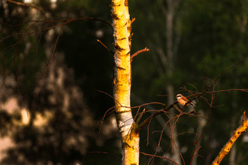 gąsiorek na gałęzi brzozy