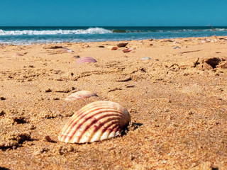 shells and conches on the seashore