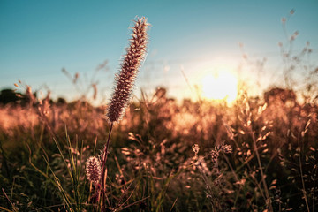 dry flora in the field