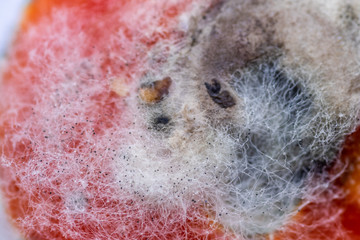 tomato covered with green-yellow mould and filamentous 